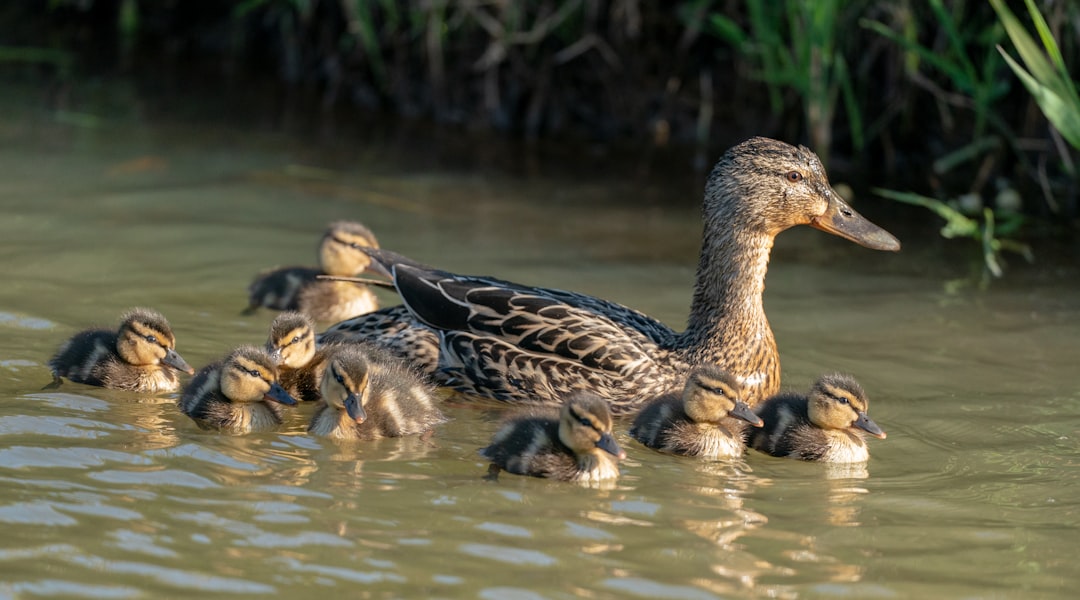 Mother duck with ducklings in the water